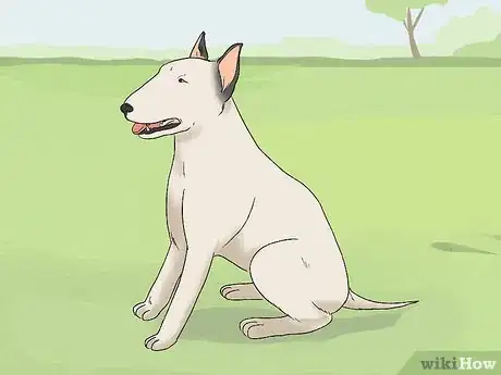 Image titled Identify a Bull Terrier Step 9