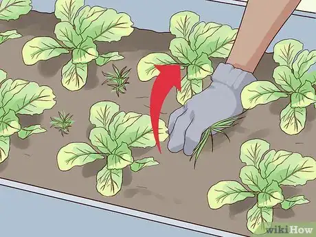 Image titled Grow Mustard Greens Step 7