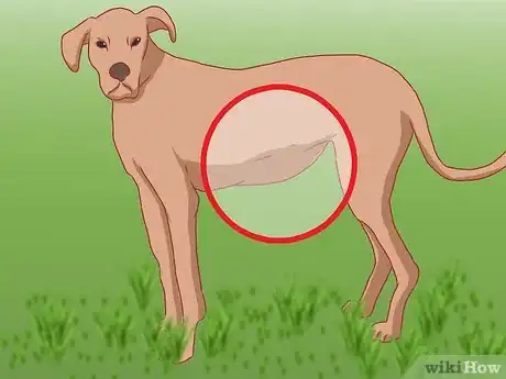 Image titled Care for Great Danes Step 19