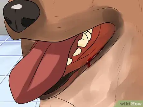 Image titled Diagnose Canine Infectious Hepatitis Step 2