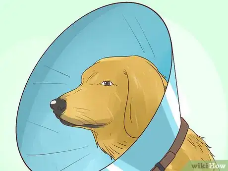 Image titled Prevent Older Dogs from Creating Lick or Scratch Sores Step 1