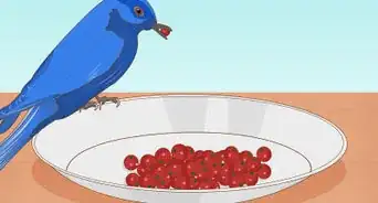 Attract Eastern Bluebirds