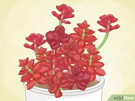 Image titled Choose Succulents Step 5