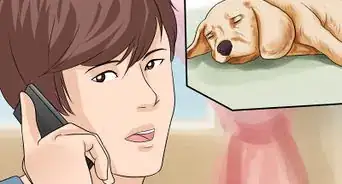 Approach an Injured Animal