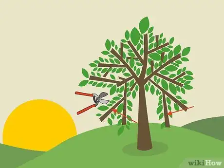 Image titled Prune Guava Trees Step 9