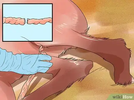 Image titled Prepare a Mare for Foaling Step 18