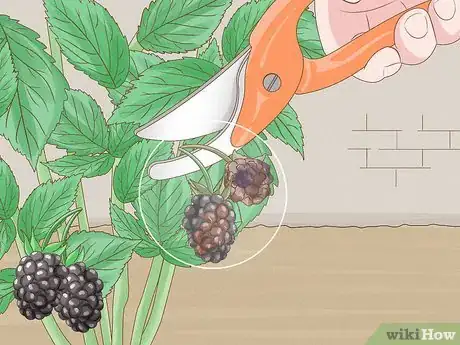 Image titled Harvest Blackberries Step 7