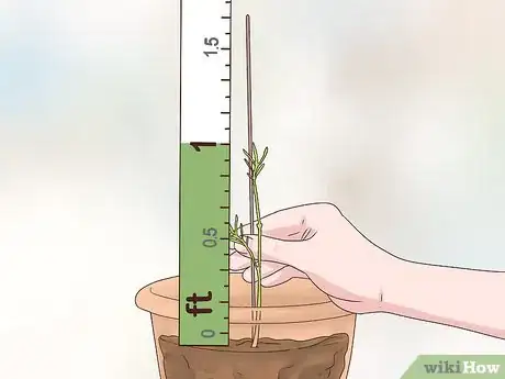 Image titled Grow Dill Indoors Step 7