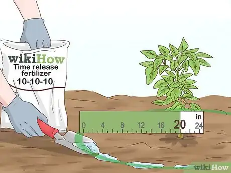 Image titled Grow Cinnamon Step 12