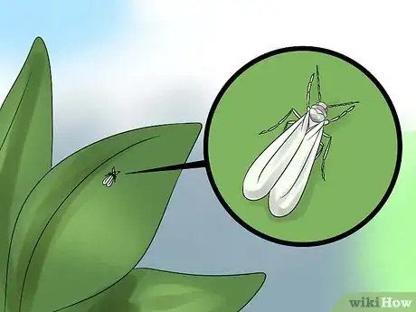 Image titled Plant a Gardenia Step 13