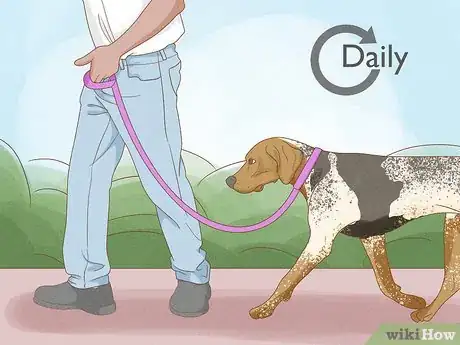 Image titled Identify an American English Coonhound Step 10