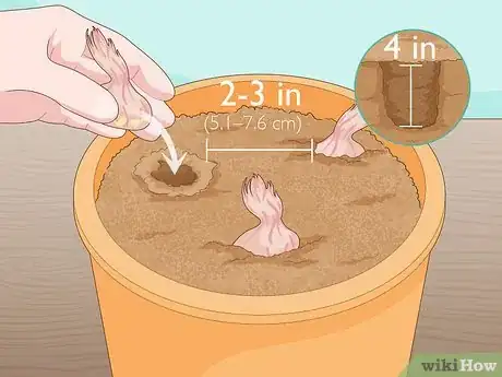 Image titled Grow Saffron Indoors Step 5