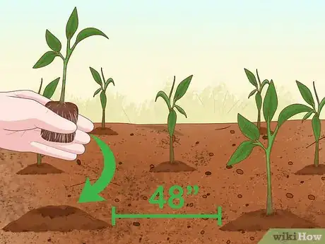 Image titled Grow Ghost Peppers Step 13