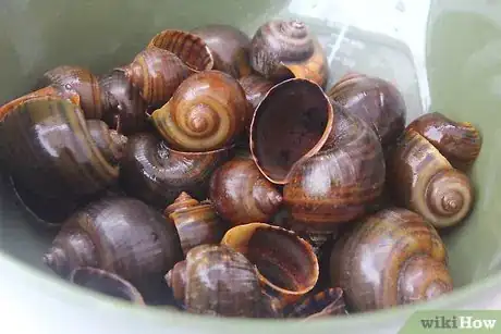 Image titled Prepare Escargot Step 8