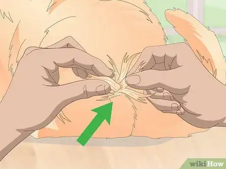 Image titled Keep Your Cat Clean Step 4