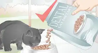 Stop Teeth Grinding in Cats