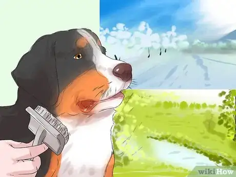Image titled Groom a Greater Swiss Mountain Dog Step 6