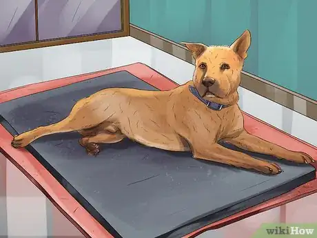 Image titled Treat Canine Incontinence Step 15