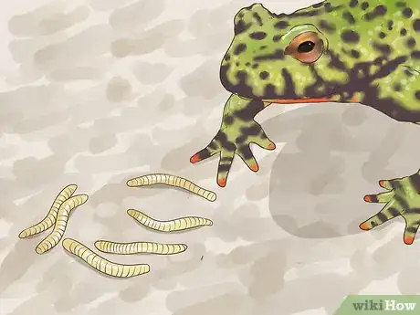Image titled Care for Fire Belly Toads Step 6