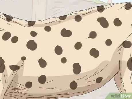 Image titled Tell a Cheetah and Leopard Apart Step 1