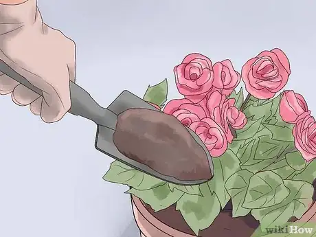 Image titled Grow Begonias Step 8
