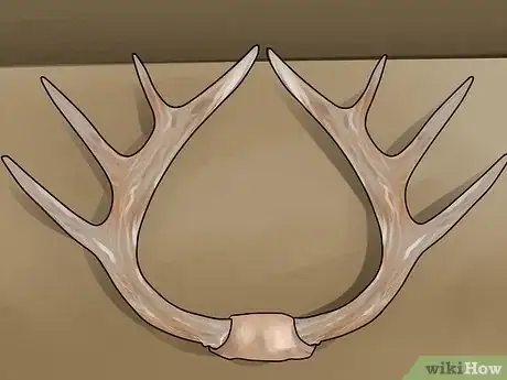 Image titled Score Mule Deer Antlers Step 2