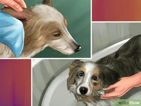 Image titled Find and Care for a Australian Shepherd Step 7