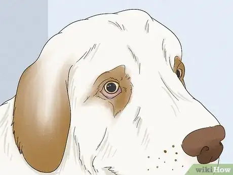 Image titled Identify a Clumber Spaniel Step 4