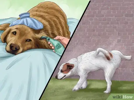 Image titled Deal with House Soiling in Older Dogs Step 8