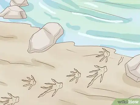 Image titled Identify Animal Tracks Step 16
