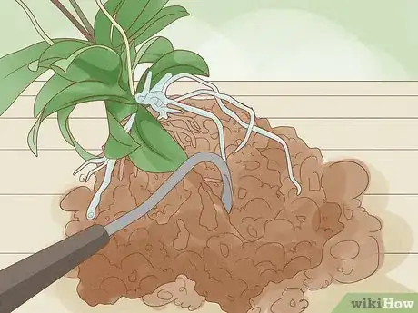 Image titled Repot Orchids with Air Roots Step 5