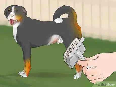 Image titled Groom a Greater Swiss Mountain Dog Step 2