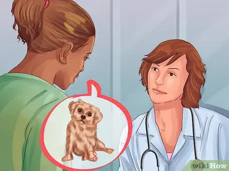 Image titled Treat Patellar Luxation in Shih Tzus Step 1