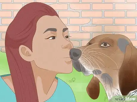 Image titled Identify an American English Coonhound Step 13