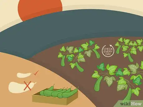 Image titled Harvest Zucchini Step 07