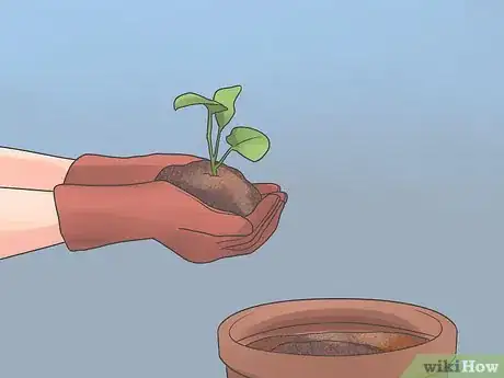 Image titled Grow Cauliflower Step 4