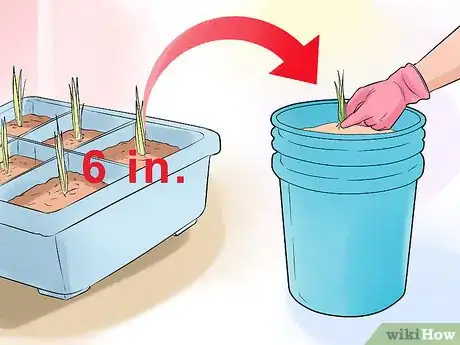 Image titled Cultivate Lemongrass Step 3