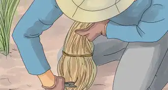 Plant Landscape Grasses