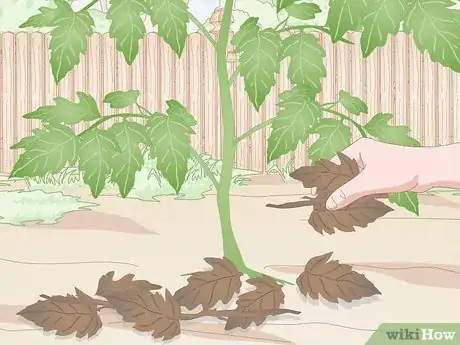 Image titled Prevent Spider Mites Step 2