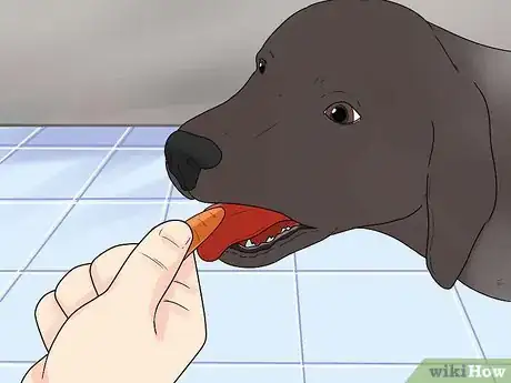 Image titled Care for German Shorthaired Pointers Step 5