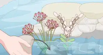 Plant Marginal Pond Plants