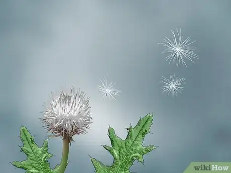 Image titled Root Out Thistles Step 9