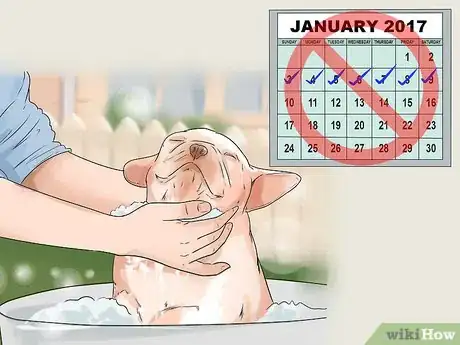 Image titled Give Your Dog a Make Over Step 10