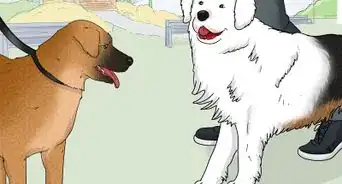 Identify a Bernese Mountain Dog