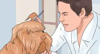 Soothe a Dog's Itchy Ears