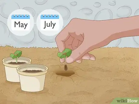 Image titled Grow Runner Beans Step 5