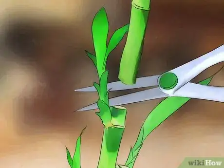 Image titled Take Care of Lucky Bamboo Step 11