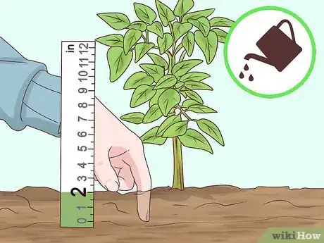 Image titled Grow Cinnamon Step 11