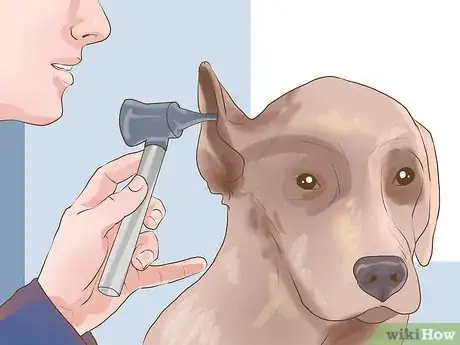 Image titled Protect an Easily Disoriented Older Dog Step 9