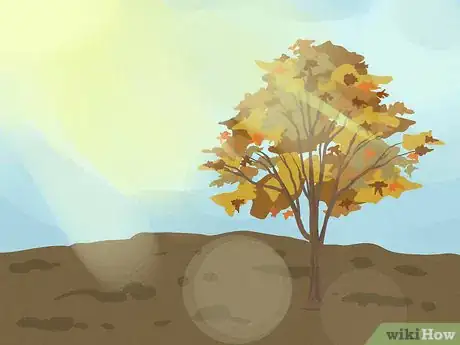 Image titled Choose Japanese Maple Trees Step 5